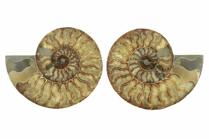 Very Large, Cut & Polished Ammonite Fossil - Madagasar #239223